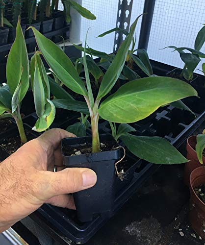 Ice Cream Banana Plant - Live Banana Tree"Ice Cream" Rare Banana Plant
