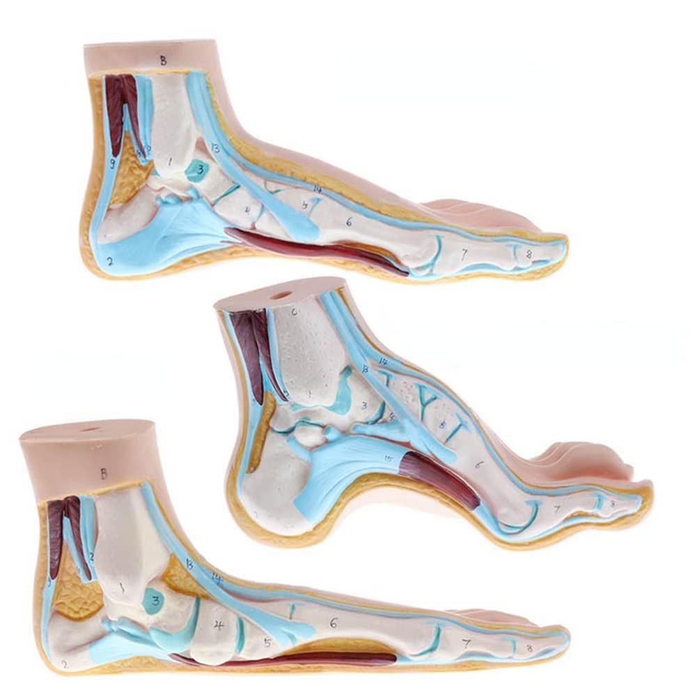 Lot de 3 pieds humains normaux arqués - Modèle anatomique coloré - En PVC