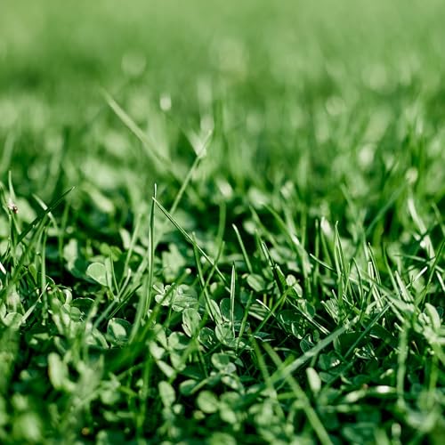 Image of Ferry-Morse Microclover & Fescue Grass Alternative Mix, 570,000+, 1 lb