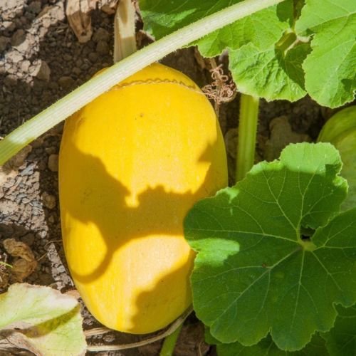 Orgánica de invierno Calabaza de espagueti, 30 semillas no OGM