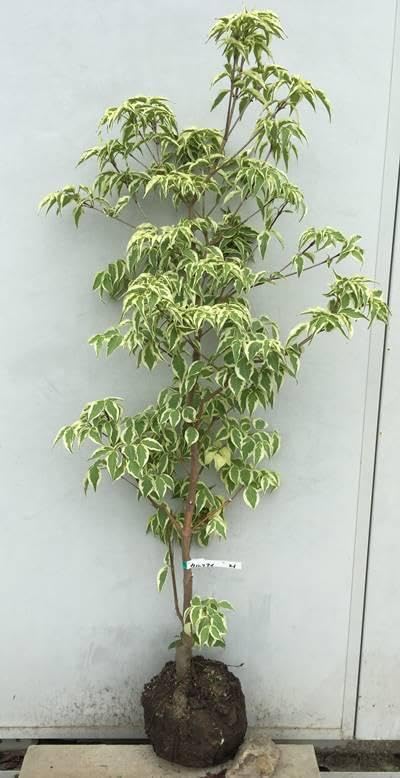 Amazon.co.jp: 《現品》山法師(ヤマボウシ) ウルフアイ 樹高1.2m（根