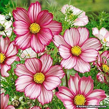 Nelesa Gardening French Marigold Genda Flower Seed, Easy to Grow | Vibrant Blooms for Home & Garden