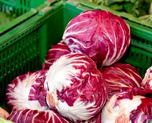 100pcs red Radicchio Vegetable Seeds