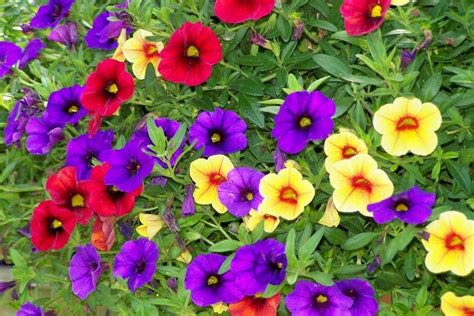 50 gemischte Calibrachoa Petunia Blumensamen: Package Contain Seeds