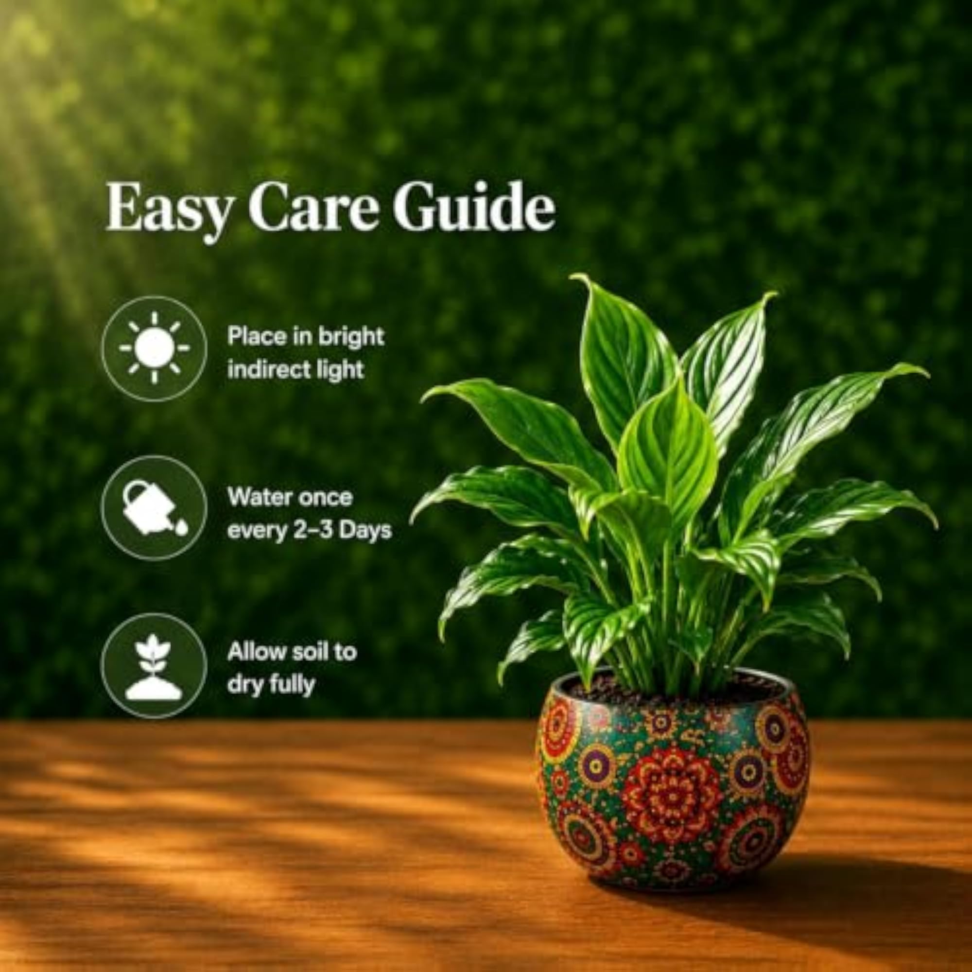 Live Plant for Indoor Decor