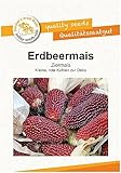 🌱 Zea mays - Ziermais, kleine, rote Kolben