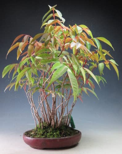 Amazon.co.jp: 盆栽 ハゼの寄せ植え盆栽【現品】落葉済み : DIY・工具