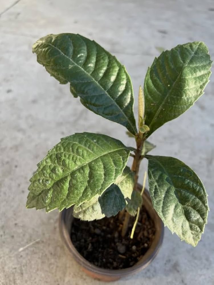 Comprar Níspero En Maceta