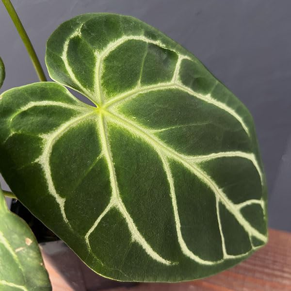 Amazon｜アンスリウム：ドラヤキ×クリスタリナム 3.5号ポット[木村園芸