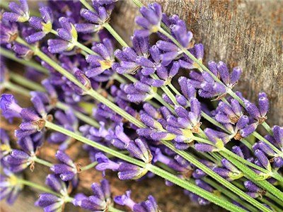 Creative Farmer Herb Seeds Garden - Herb Seed Lavender - True Lavender/English Lavender/Garden Lavender Kitchen Garden Pack (B0753GKVMC) Amazon Price History, Amazon Price Tracker