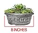 Live Sempervivum Planter Bowl, Sempervivum Succulents Plants, Hens and Chicks Succulent Plants, Sempervivum Plants Succulent Planter, Mini Succulents Plants Hens and Chicks Planter by Plants for Pets