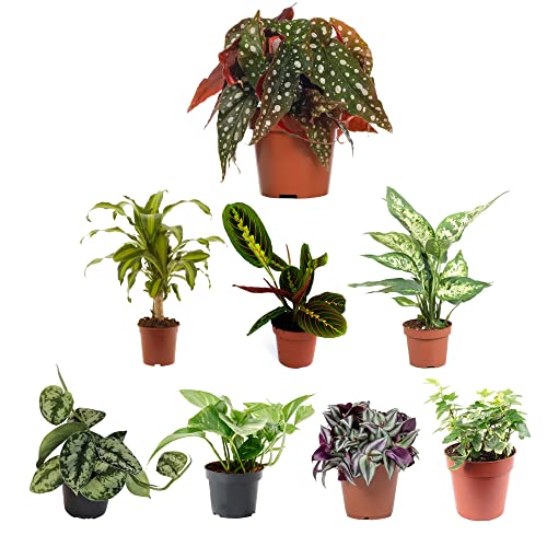 Pack Plantas Interior Bicolores IV: Begonia Maculata, Tronco de Brasil, Maranta, Dieffenbachia, Scindapsus, Potto, Tradescantia y Hiedra Variegata