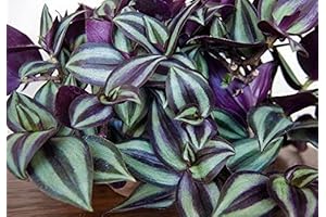 9 Purple Wandering Jew Live Plant Cuttings for Indoor