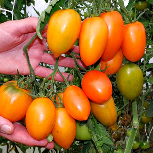 Orange Banana Tomato seeds! Unique Taste and Productive! Comb. S/H See Our Store
