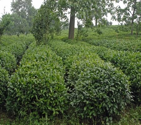 Pack of 100 Camellia Sinensis Plant Seeds