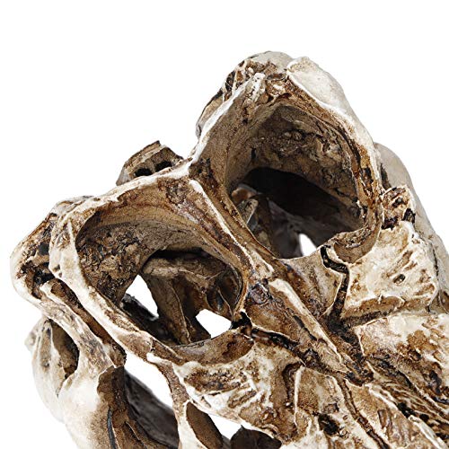 Fossile de crâne de dinosaure compact pour décoration étrange - 6