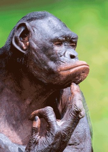 Authentic Collection Chimpanzees-3D Lenticular Postcard Set (Pack of 4)