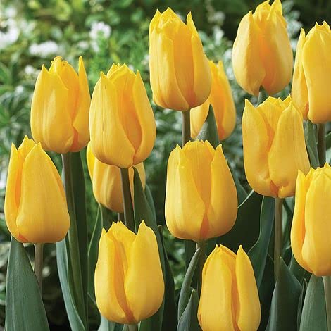 Tulip Flower Pot Plant Live Pack of 2 By Zabbus Yellow-image-14