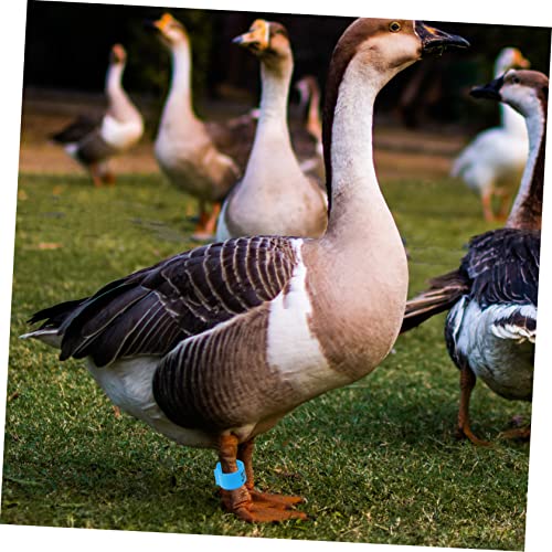 Bandas de pollo y codorniz para mantener tu granja organizada y libre de errores 6