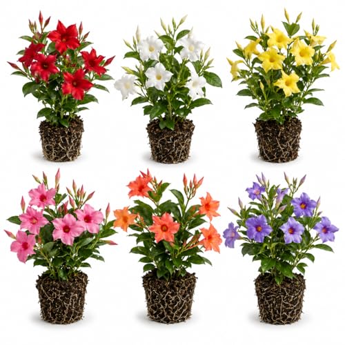 Set 4 Mixed Mandevilla Live Plant Dipladenia Mandevilla Vine Climbing Jasmine Bushes Tropical Vines for Trellises 4-6 Inch Tall