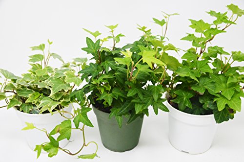 3 Different English Ivy plants- Live House Plant - FREE Care Guide