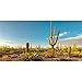 AWERT 180x61cm Reptile Habitat Fond Cactus Désert Terrarium Fond Vinyle Tissu Fond (Pas Autocollant)