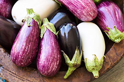 Seeds4Planting - Seeds Eggplant Aubergine Long Mix Rare Thai Heirloom Vegetable Non Gmo #TOP6