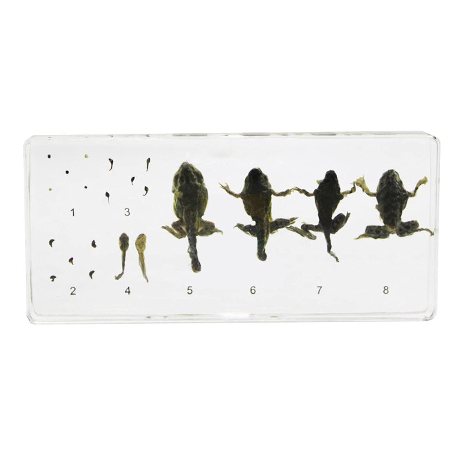 Frog Sample Real Animal Lifecycle Of Frog Specimen Resin Desk Paperweight Science ...