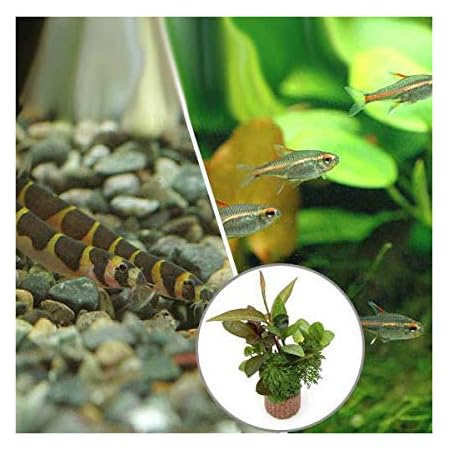 Amazon 熱帯魚 水草 ビギナースタートセット グローライト テトラ １０匹 クーリーローチ ３匹 北海道 九州航空便要保温 Charm チャーム 生体水草 通販