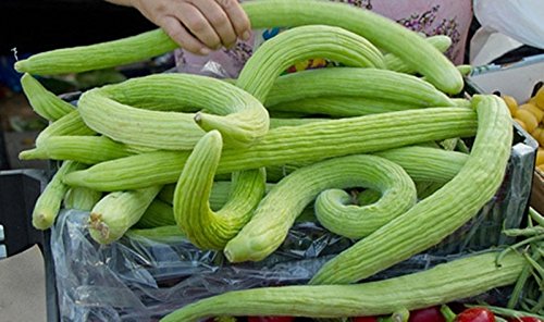 Seeds Rare Cucumber Armenian Long 70 Days Pickling Vegetable For Planting Heirloom Non Gmo #TOP4
