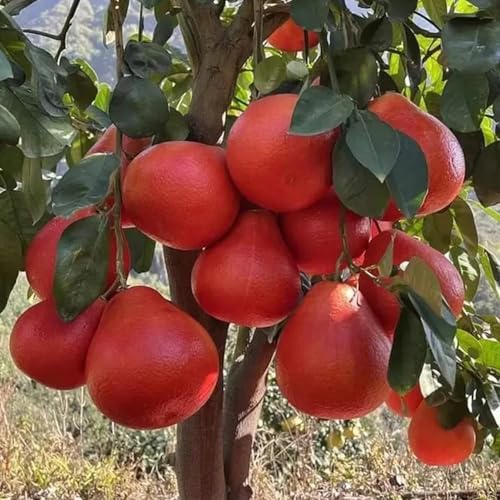 Image of All-Time12 Months Hybrid Grafted Guti Kolom Live Fruit Plant Original & Authentic Organic Tree for Outdoor Fast-Growing Fruit Plant Home Pack Of-1 (Red Batabi Fruit Plant, Medium)