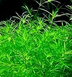 Guppy Grass - Super Easy and Beautiful Live...