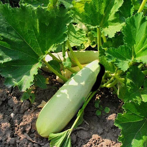 Buy4seeds 10 Seeds Courgette Bianca di Trieste Useful for Garden and Outdoor