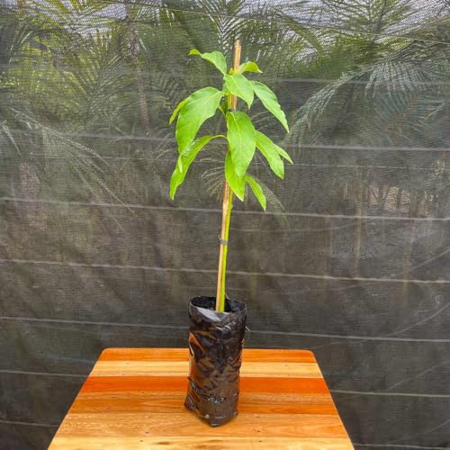 Muda Frutífera de Abacate