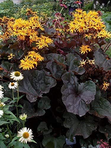 Ligularia 'Midnight Lady' 15 Seeds, Purple Leaves, up to 120 cm Tall, Perennial