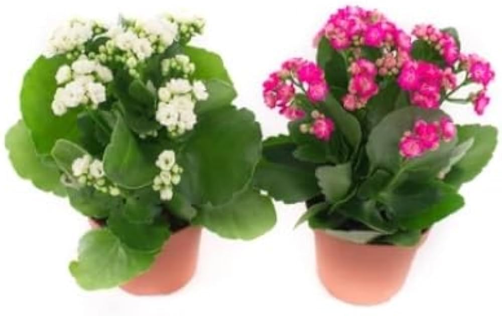 See full amazon price history chart for Greenursery Combo Live 2 Healthy Kalanchoe Grafted Double Petal Flower Indoor Plant Fresh Variety for Office and Garden with Pot (White & Pink) Greenursery Combo Live 2 Healthy Kalanchoe Grafted Double Petal Flower Indoor Plant Fresh Variety for Office and Garden with Pot (White & Pink) (B0D3BCLXTQ) Amazon Price History, Amazon Price Tracker