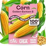SVI 100 Golden 8 Bantam Corn Seeds (Zea mays) – Yellow Sweet Corn Seed Packets, Early Maturing Maiz – Non GMO Heirloom Vegetable Seeds for Outdoors, Vegetable Garden Rows