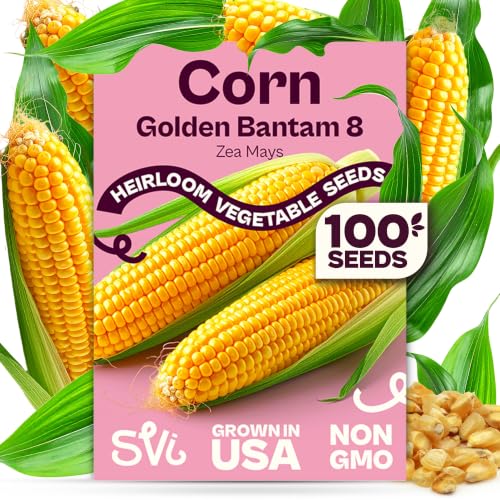 SVI 100 Golden 8 Bantam Corn Seeds (Zea mays) Yellow Sweet Corn Seed Packets Early Maturing Maiz Non GMO Heirloom Vegetable Seeds for Outdoors Vegetable Garden Rows