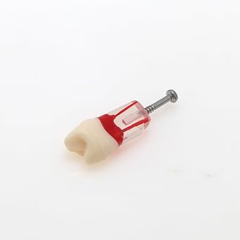 10 Pcs Dental Teeth Model Endo Root Canal Therapy with Hole Tooth Particle Pulp Files Practise Blocks Fit NISSIN 200 28 Pieces of Teeth M8006-10