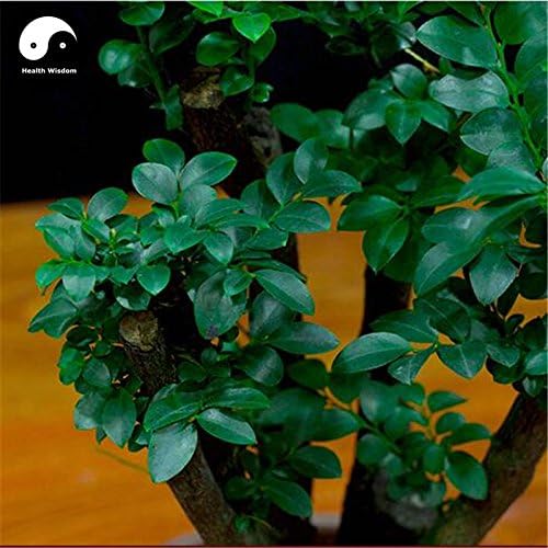 Variety House Indian Red Sandalwood Grow Rare Wood Aromatic Flowers Tree Seeds