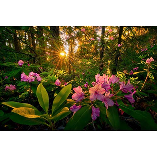 CSYY-YJMagic Forest Art Jigsaw Puzzle 500/1000/1500/2000/3000/4000/5000/6000 Pcs, Adult Wooden Puzzle Home Decoration, DIY Educational Toys for Children