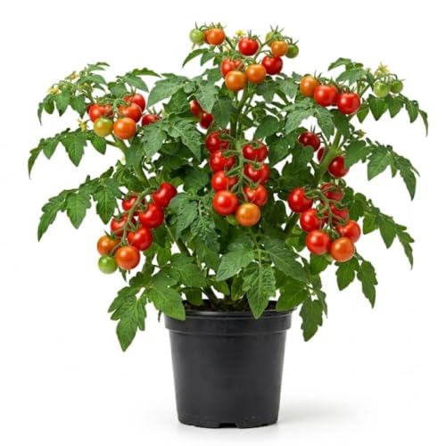 Cherry Tomato Plant, Live Tomato Vegetable Seedling in 4 Inch Pot