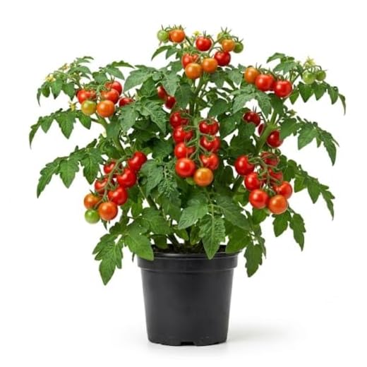 Cherry Tomato Plant, Live Tomato Vegetable Seedling in 4 Inch Pot