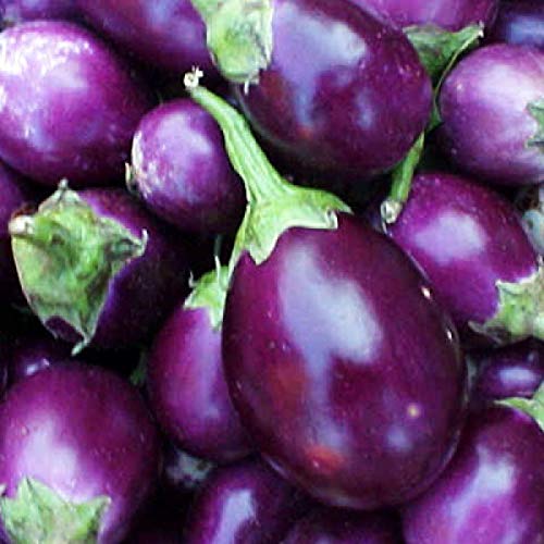 NurseryServe Organic Desi Brinjal Vegetable Seeds - (35 Seeds) (B08D6SMR9M) Amazon Price History, Amazon Price Tracker