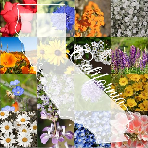 Northern California Wildflower Seed Mix, 1/4 lb Covers 750 sq ft, Multi-Color Perennial and Annual Non-GMO Blooms, Spring and Fall Planting in Pacific Northwestern United States (1/4 Pound)
