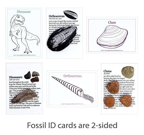 DANCING BEAR Fossil Collection Kit (12 pc Set) Real Shark Teeth, Dinosaur Bone, Coprolite (Poop!), Fossil ID Book, STEM Science Set - Image 7