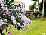 Yesterday, Today and Tomorrow | 3 Live Plants | Brunfelsia Pauciflora Floribunda |...