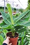 Standort: Absonnig Palmenmann Bananenstaude (Zwerg-Essbanane) - Musa Dwarf cavendish