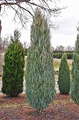 Skyrocket Juniper | 2 Live Gallon Size Trees | Juniperus Scopulorum | Drought Tolerant Cold Hardy Formal Upright Evergreen Plant #TOP4