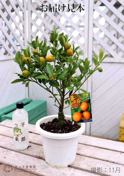 Amazon.co.jp: 《 実付き 》まるまる金柑 （ キンカン ） 接ぎ木苗 6号
